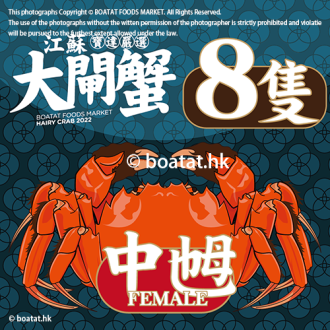 <<8隻>>江蘇大閘蟹 (中乸) 【3.0-4.0港両】