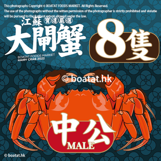 <<8隻>>江蘇大閘蟹 (中公) 4.0-5.0両 