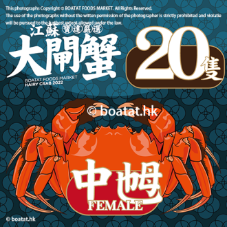 <<20隻>>江蘇大閘蟹 (中乸) 【3.0-4.0港両】
