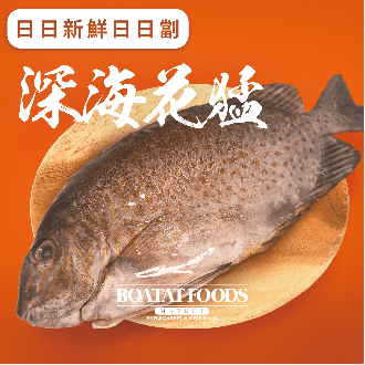 活凍深海花猛魚 (350-400克) (急凍)《只限送貨》