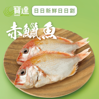 赤鱲魚 (已去除魚鱗及內臟)(急凍)《只限送貨》